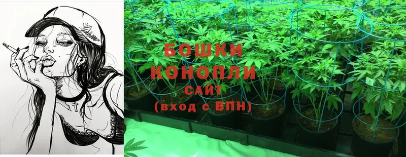 купить наркотики цена  Арсеньев  Бошки Шишки SATIVA & INDICA 